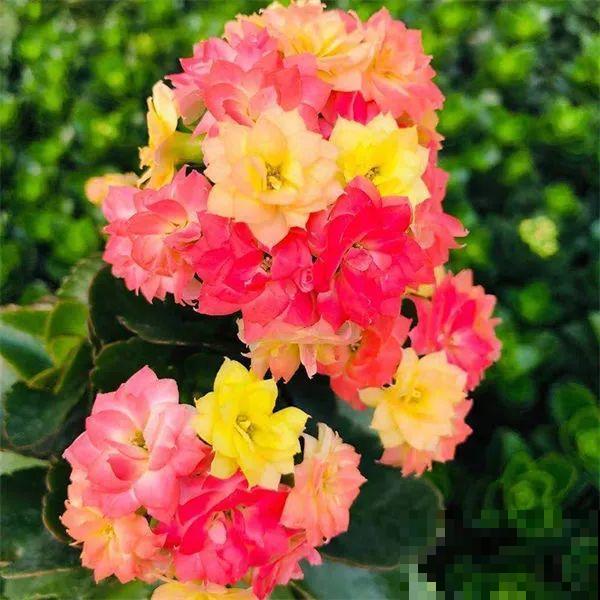 冬天常见的“吉利花”，耐旱皮实花量大，大半年都在开花