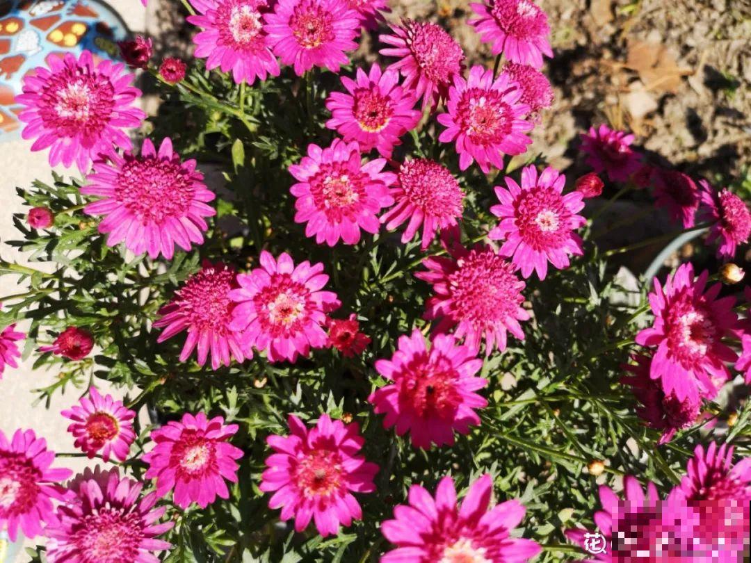 7种花现在剪一刀，剃个小平头，满盆冒新叶子