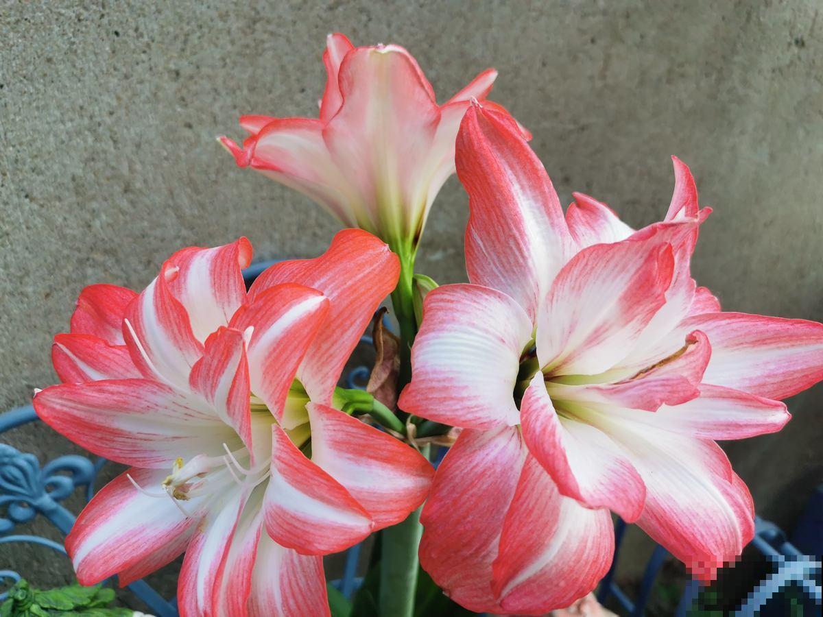 秋冬时节入手5种花，花开不断惹人爱，家里也变小花园