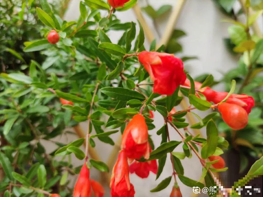 家里养盆“招财花”，一年四季开红花结红果，“招财旺运”又红火