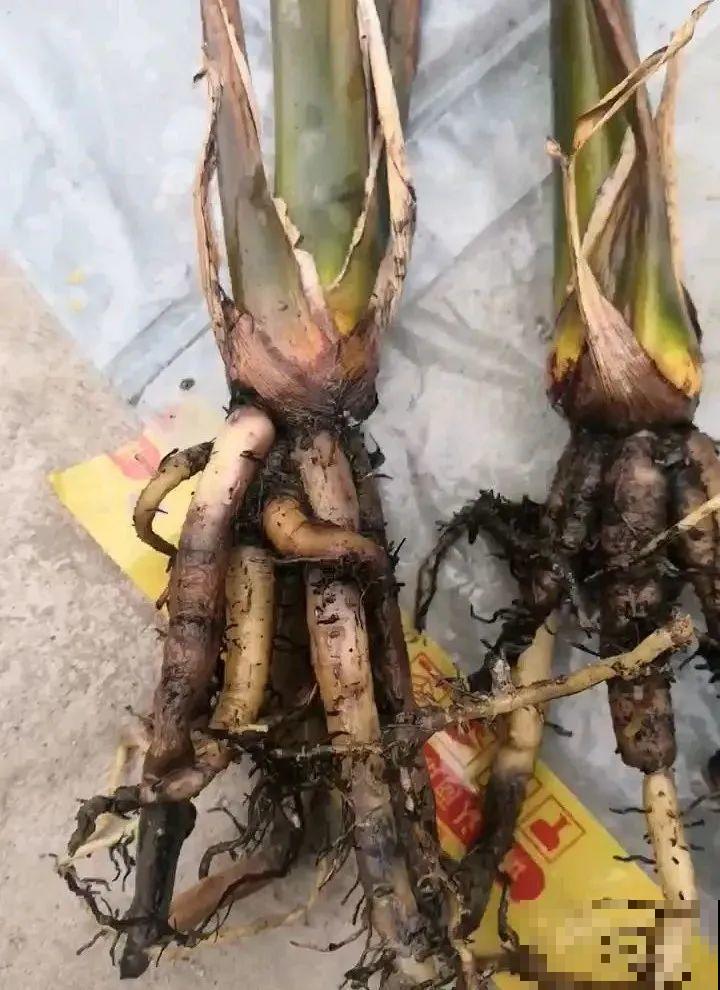 养花一直不开花,给他套个黑塑料袋,花苞呼呼冒 养花一直不开花,给他套个黑塑料袋,花苞呼呼冒