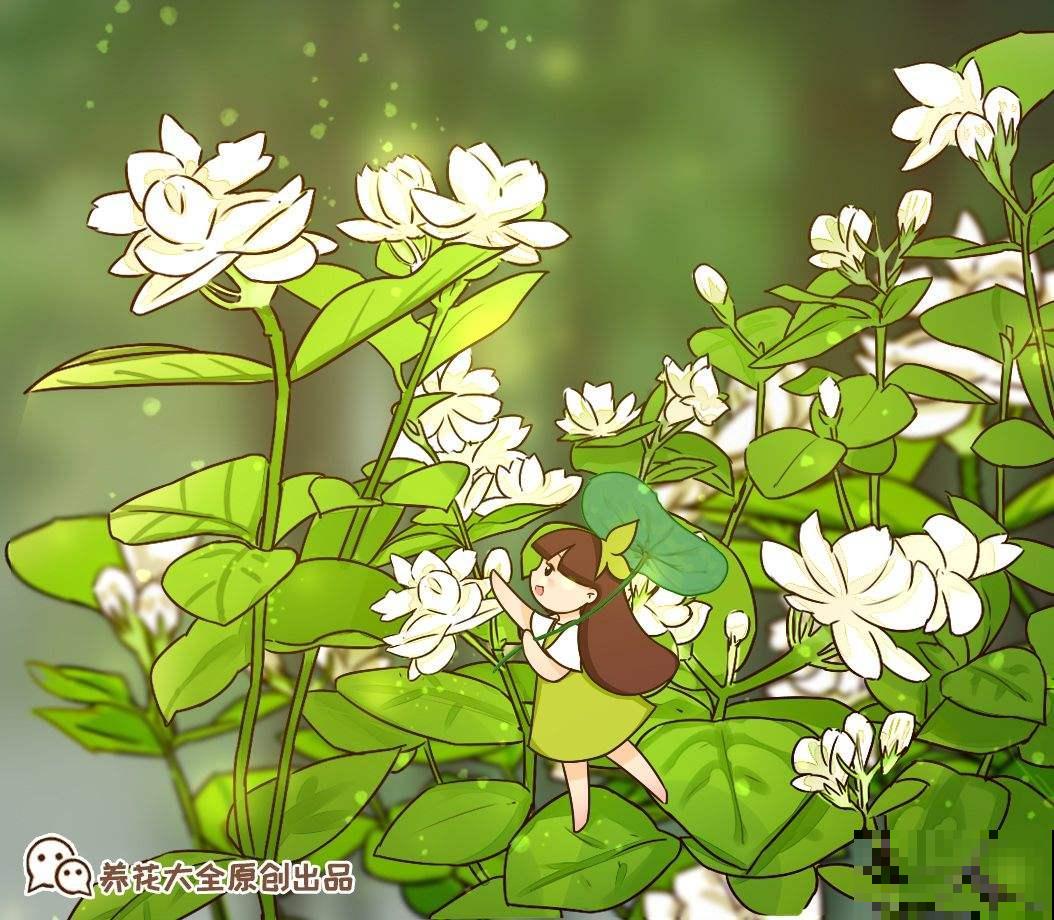 虎头茉莉:茉莉家族颜值的天花板,它凭什么这么强 虎头茉莉:茉莉家族颜值的天花板,它凭什么这么强