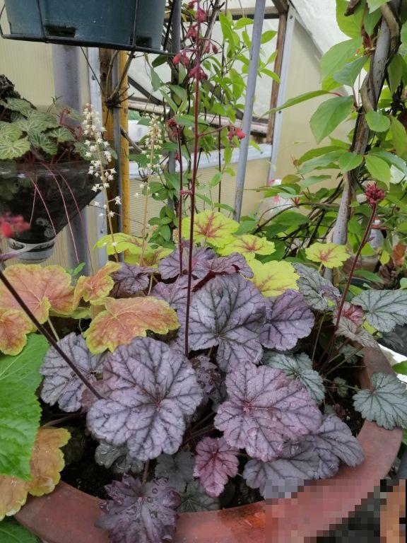 适合北方冬季户外养的花,能耐寒零下15℃,越冷叶子颜色越美 适合北方冬季户外养的花,能耐寒零下15℃,越冷叶子颜色越美