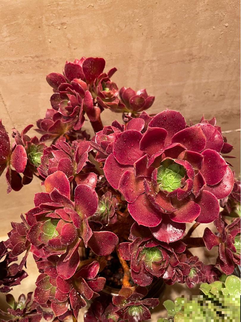 养多肉不上色？问了老花农才知道，记住4个要点很重要