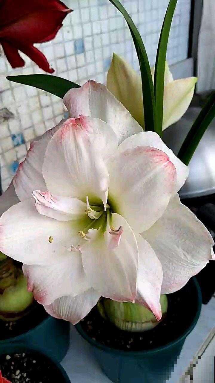 朱顶红被叫作“注定红”,养一棵在家里红红火火,家宅兴旺 朱顶红被叫作“注定红”,养一棵在家里红红火火,家宅兴旺