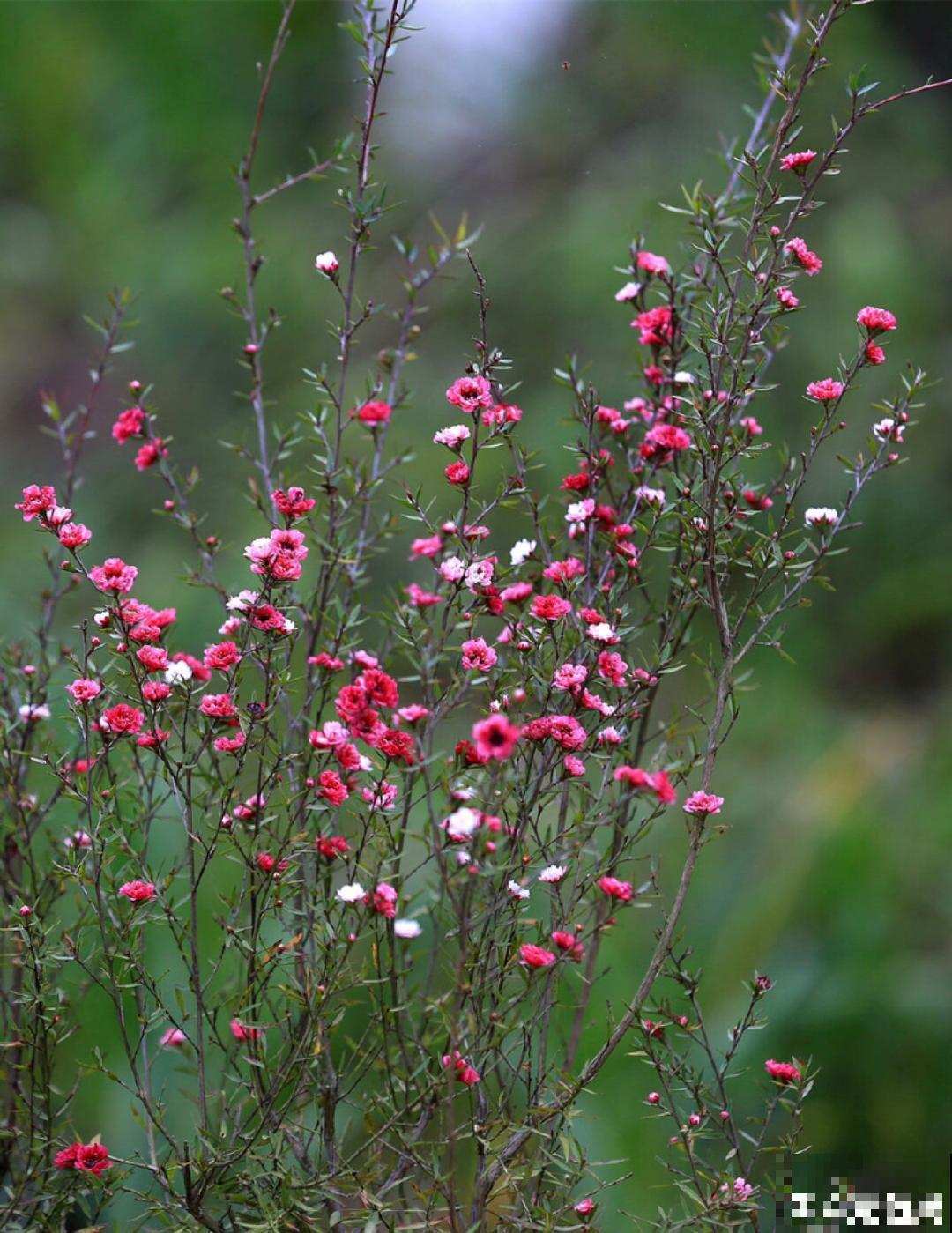 一种花像“松”又像“梅”，花色三变，易爆盆，开花持续小半年！