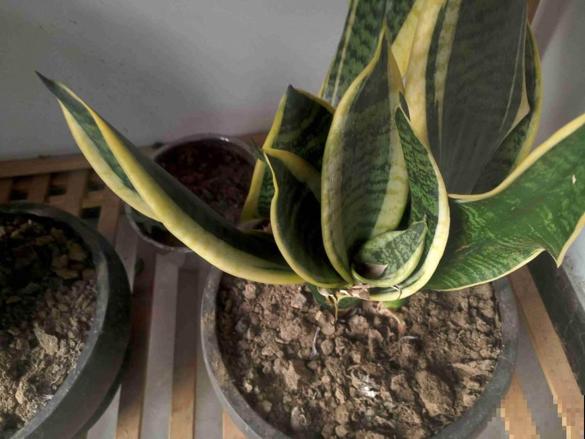 1种花是出了名的“受虐植物”，塞进小盆少浇水，才能长得壮