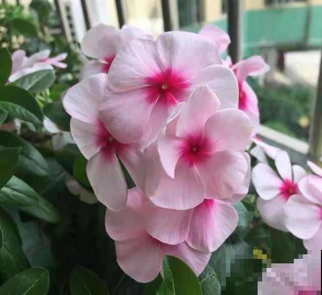 5种四季开花的植物,养一盆在家里,四季有花看 5种四季开花的植物,养一盆在家里,四季有花看