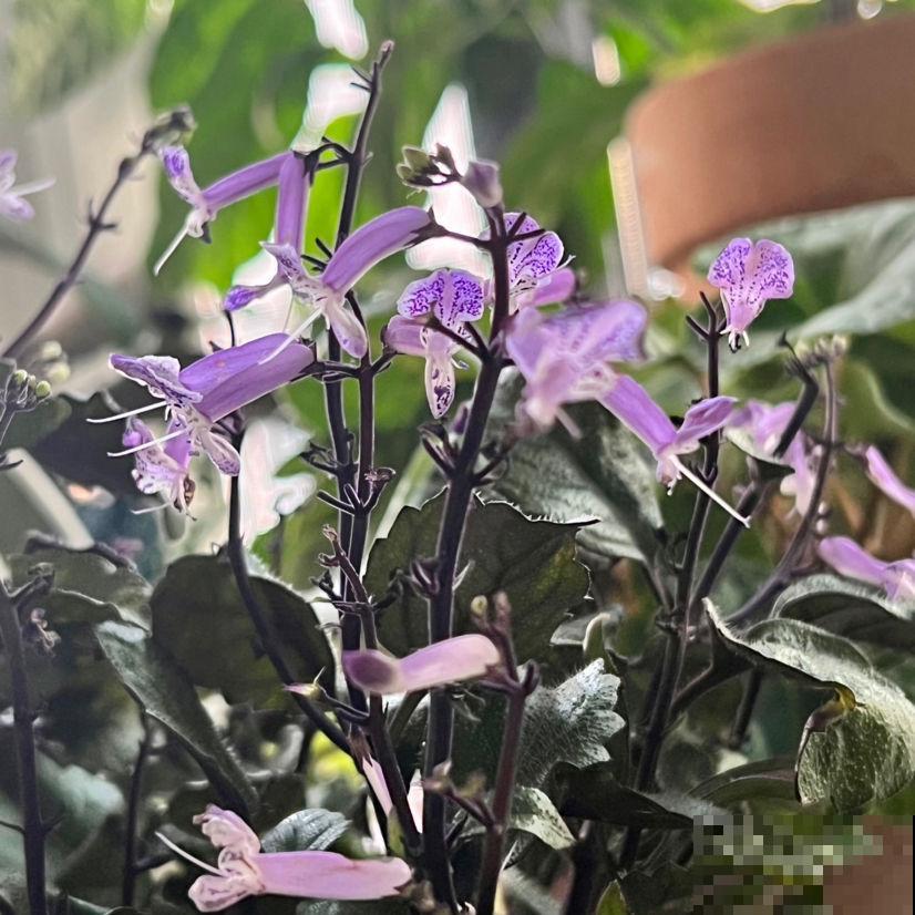 卧室就养这5种“催眠花”，一觉睡到大天亮，人养花花更养人