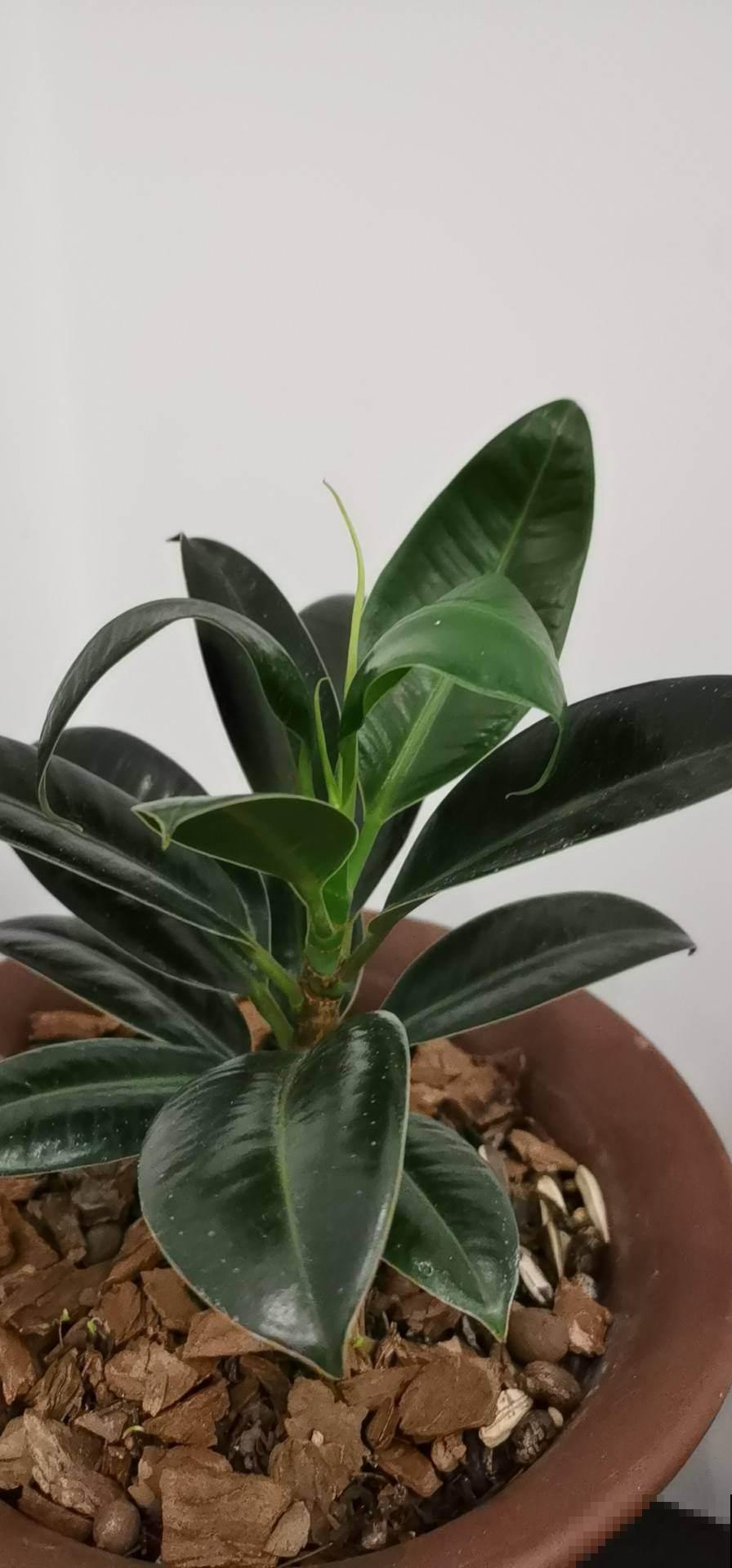 家里养一盆橡皮树,旺财又旺运,最适合放在室内养护 家里养一盆橡皮树,旺财又旺运,最适合放在室内养护