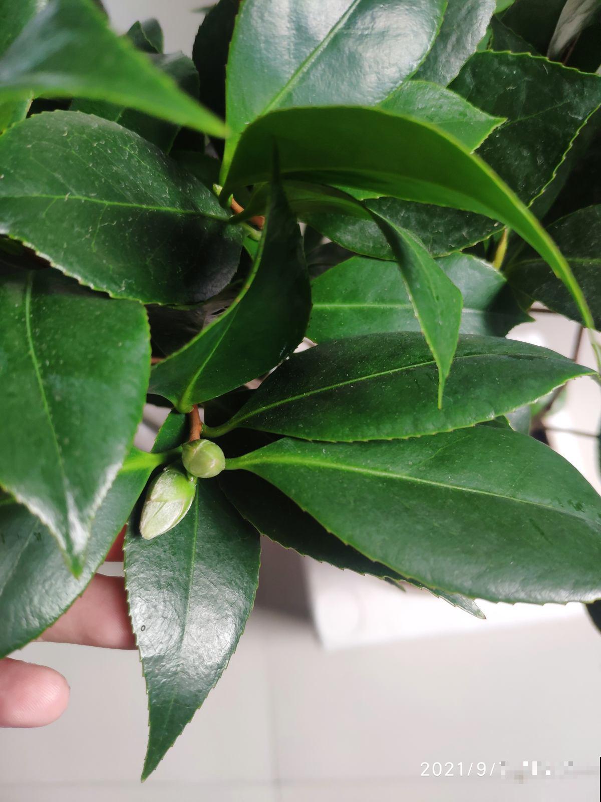 家里养花，这5种情况千万别施肥，不然花都死翘翘