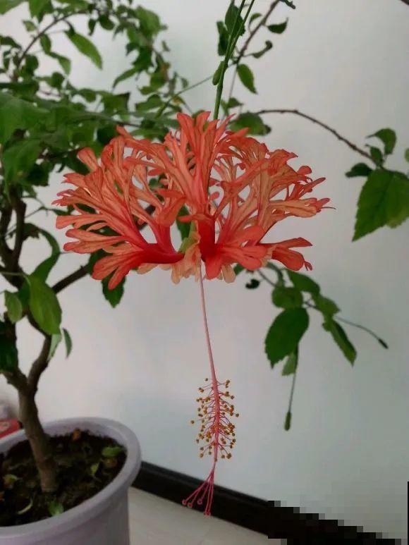 1种花俗称“摇钱树”，满盆长满小元宝，大吉大利，好看吉祥！