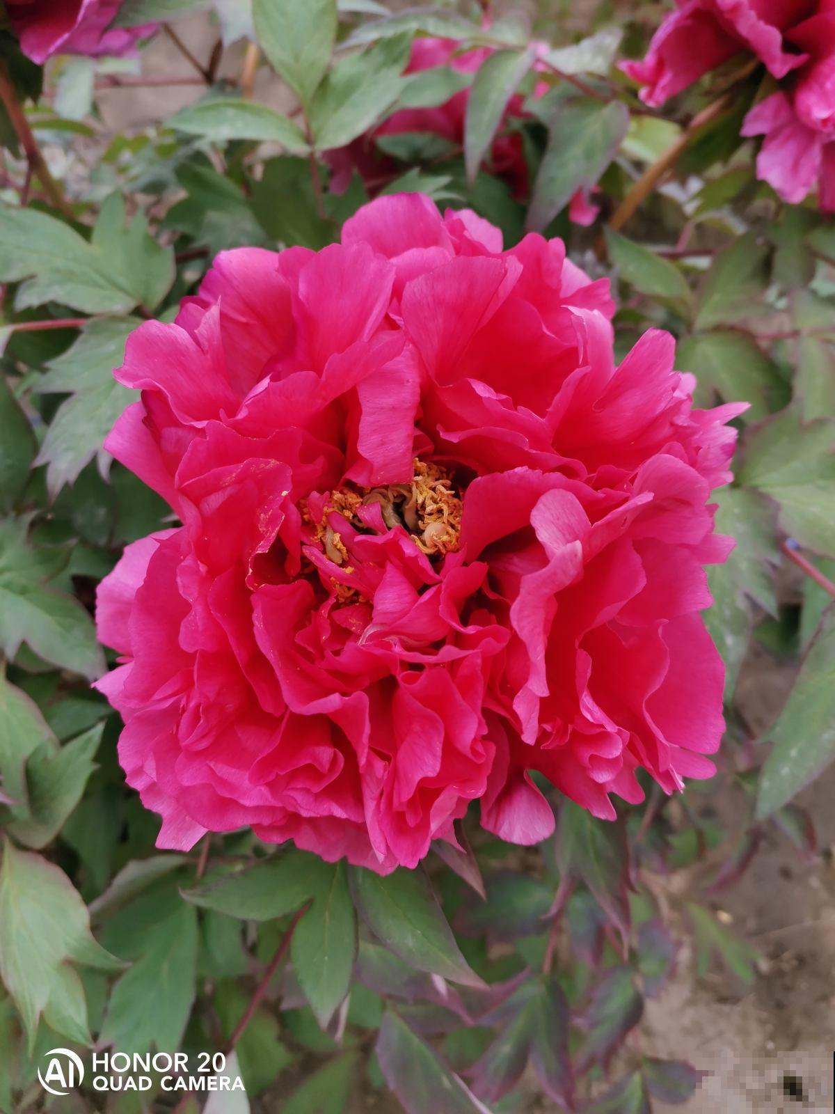 植物即将“冬眠”，需知3个知识点，第二年才能枝繁叶茂