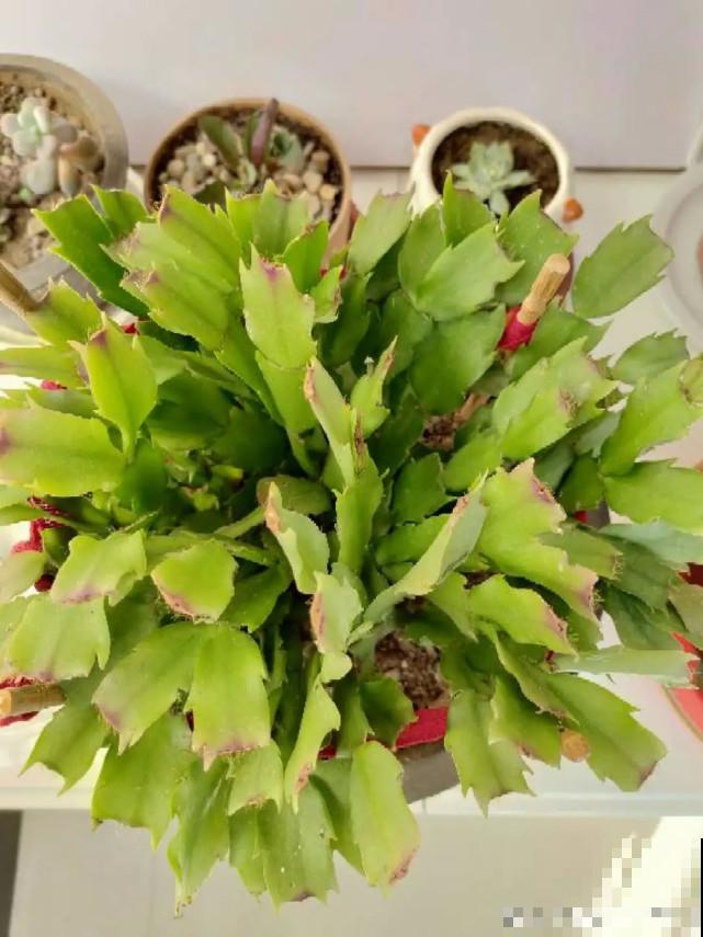 秋天给花补点“猛肥”,嫩芽一茬接一茬,花苞呼呼冒 秋天给花补点“猛肥”,嫩芽一茬接一茬,花苞呼呼冒