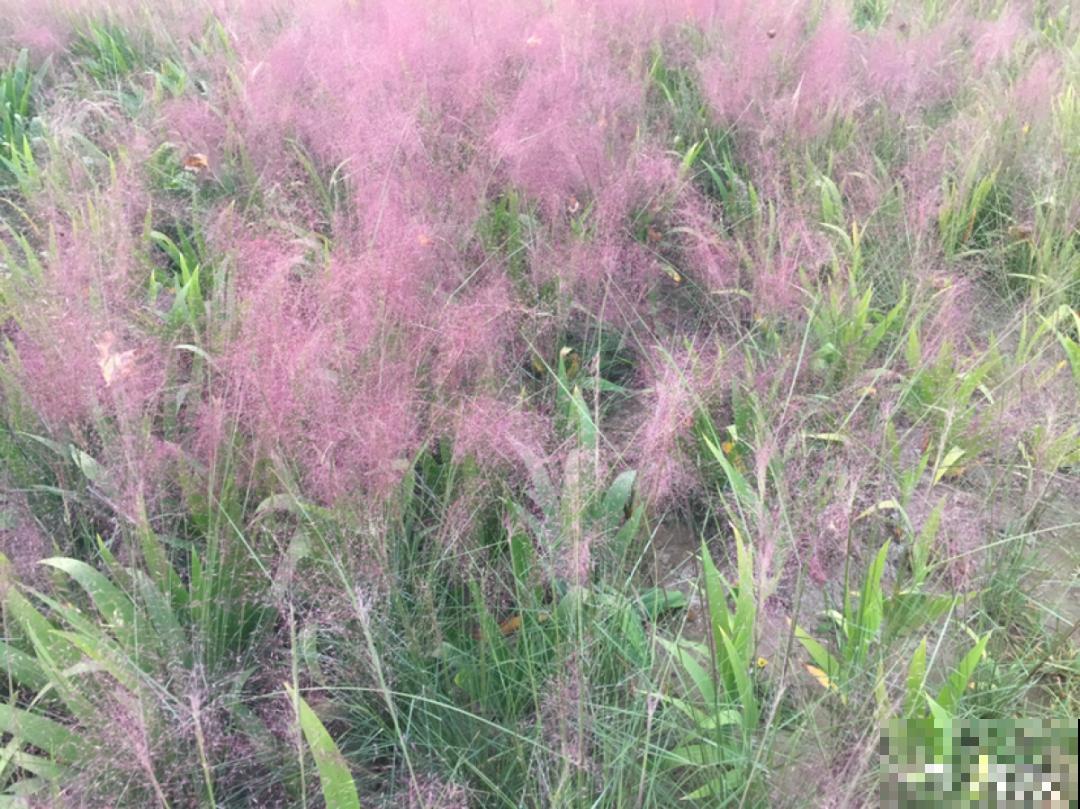 5种花长太快，容易泛滥成灾，千万别随便丢弃