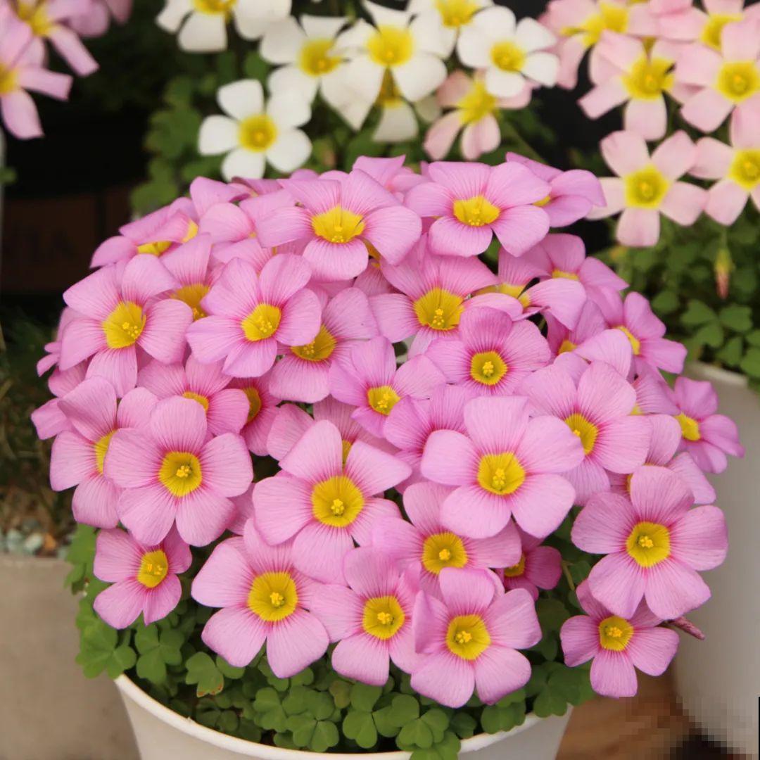 1种小草花名叫酢浆草，花量大，花期长，一盆还能变多盆