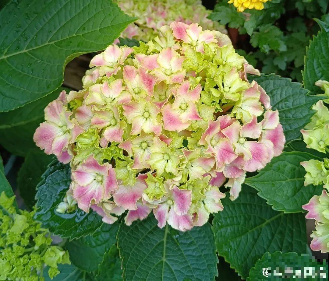 4组花长得太像,实在太容易认错,你能认出几个? 4组花长得太像,实在太容易认错,你能认出几个?