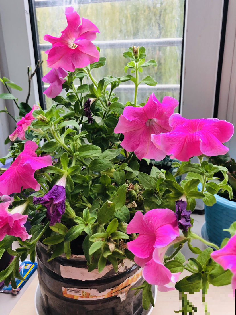 秋天养花也要学会“贴秋膘”，肥料用的对，植物才能疯长不停