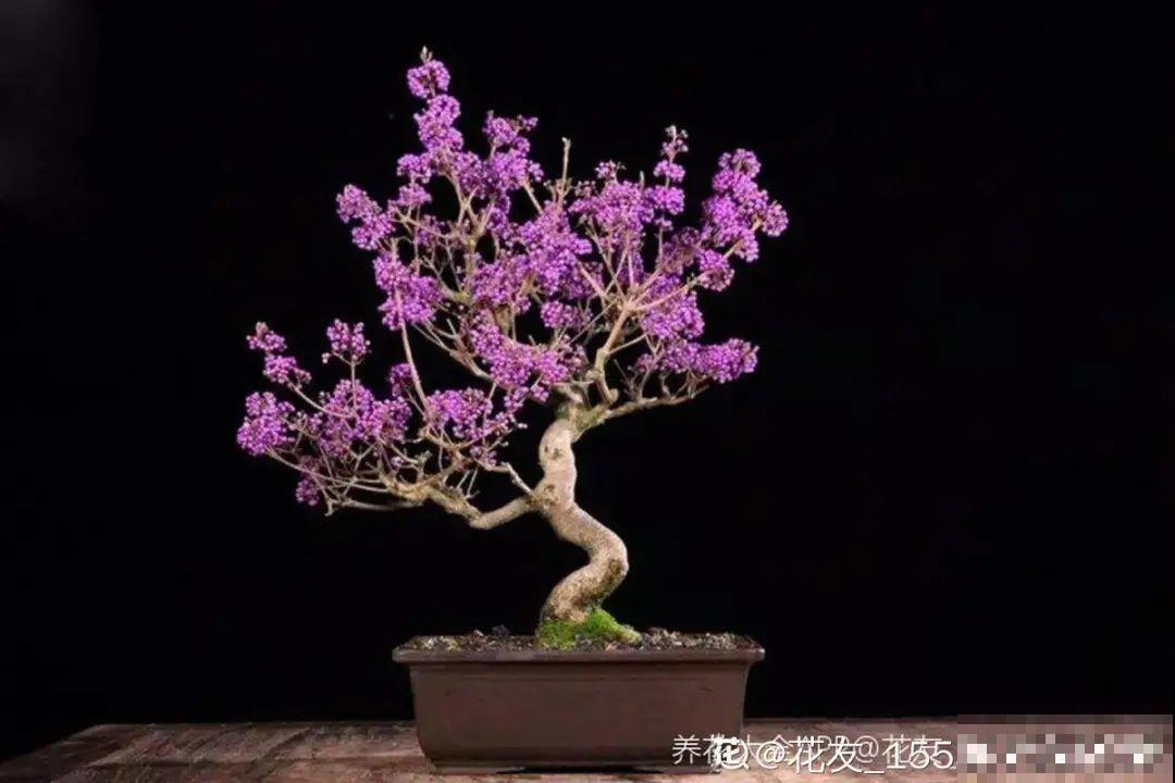 6种植物挂满果子,喜庆热闹,半年都不掉 6种植物挂满果子,喜庆热闹,半年都不掉