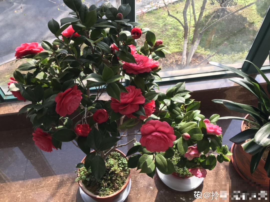 冬天常见的茶花，6个“毛病”经常犯，真难养