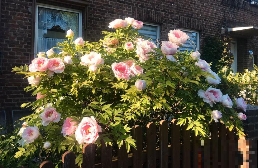 老小区都想装新电梯，我却迟迟不同意，太影响养花