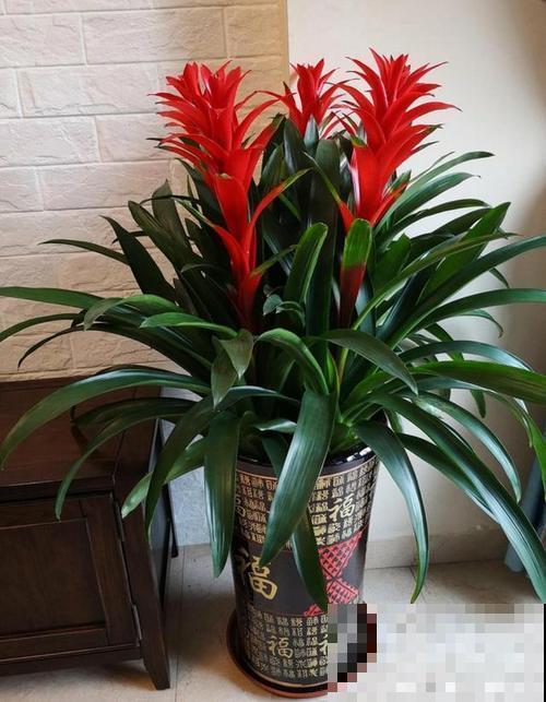 10种“财神花”养家里,吉祥寓意好兆头,越养越喜欢 10种“财神花”养家里,吉祥寓意好兆头,越养越喜欢