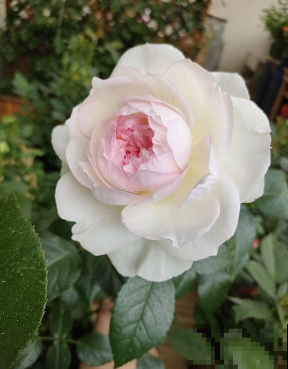 花卉届的“开花机器”，容易养护易打理，简简单单开爆盆