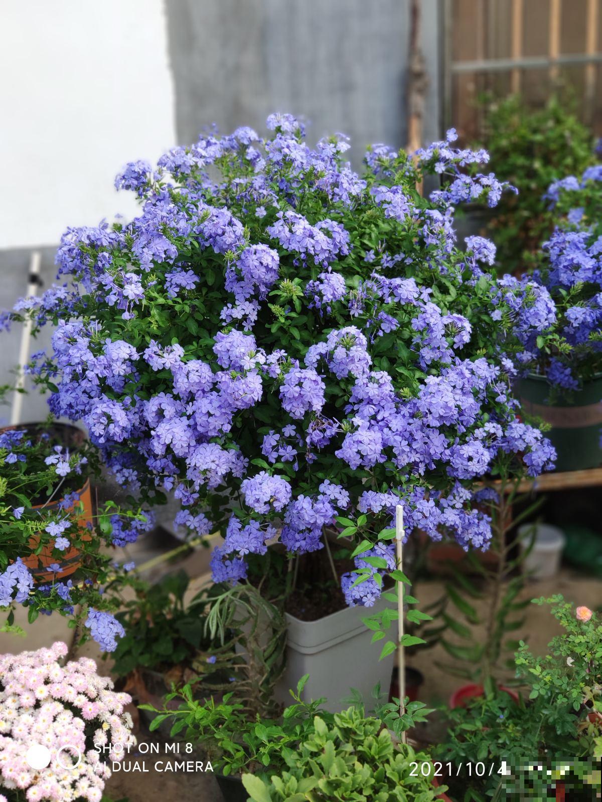 封闭阳台的“爆花神器”，一年四季都能开花，真怕把它累死