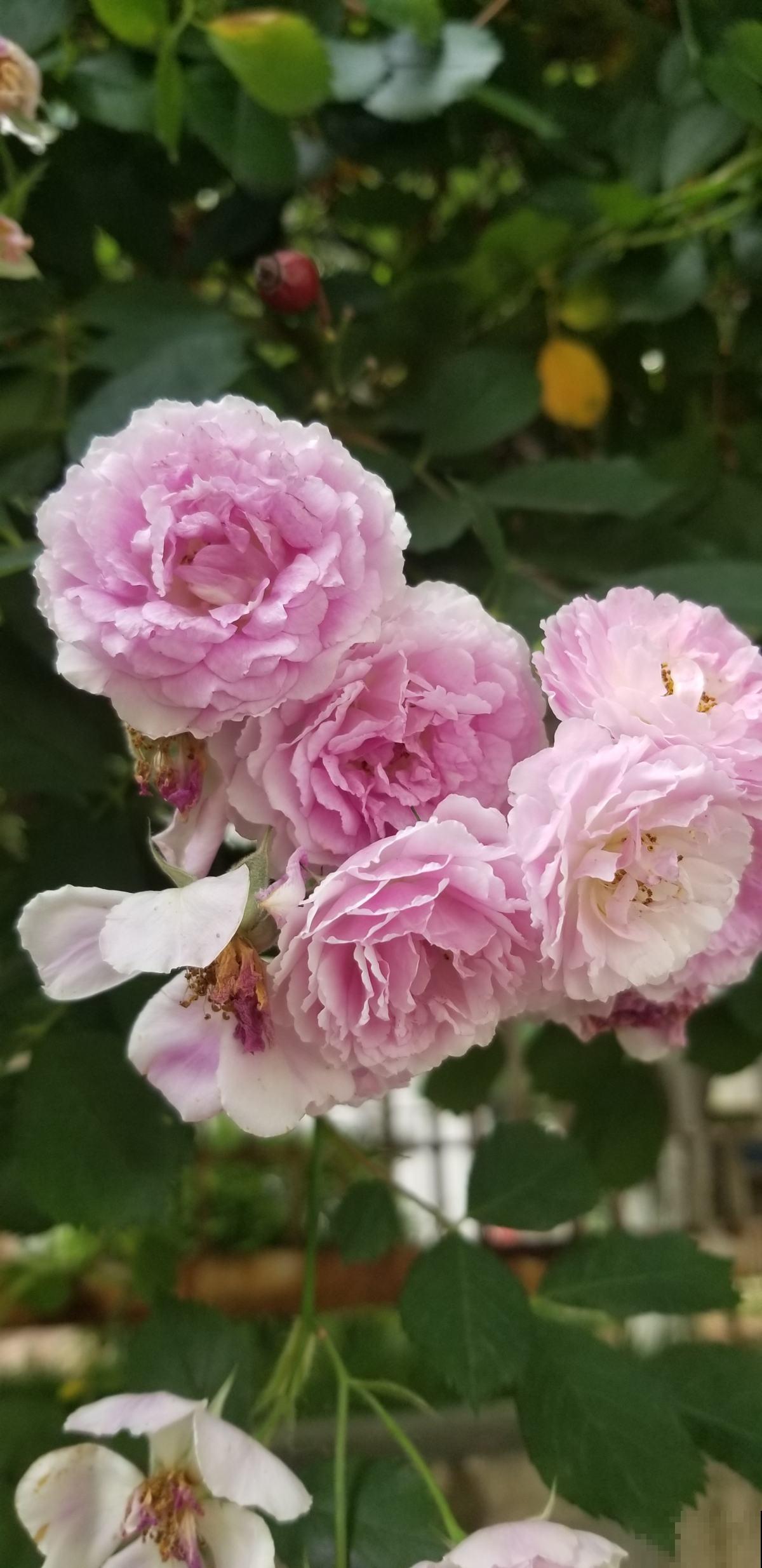 秋天常见的60种花，最全花卉图谱，收藏起来慢慢看