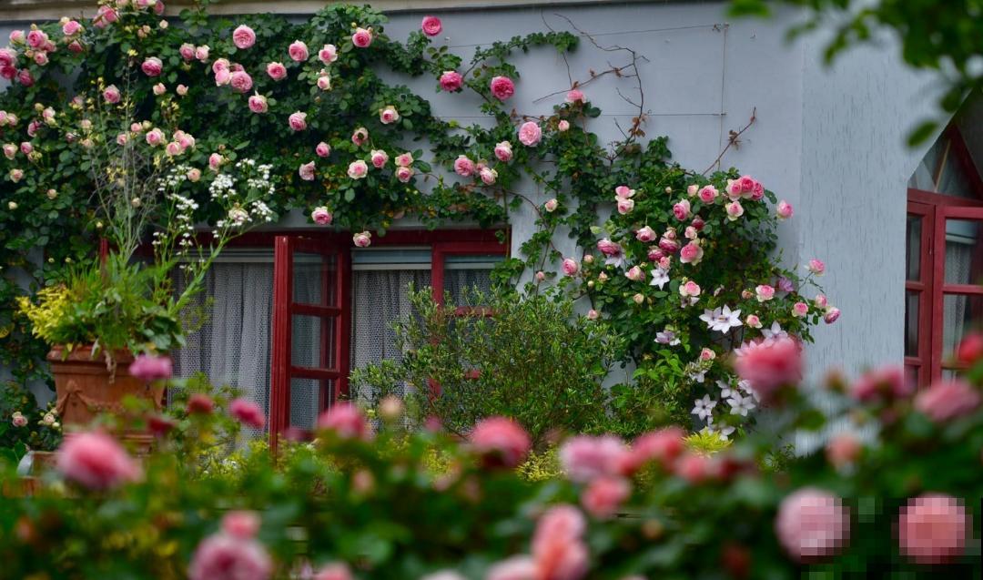 我养过的10种灌木月季，家里阳台就能养好，秒变小花园