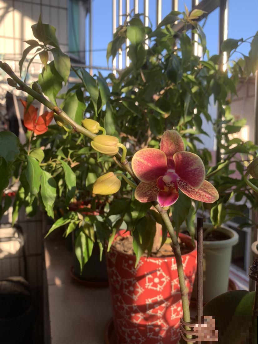 富贵人家爱养的“贵气花”,盆盆价格好几百,普通人只能过过眼瘾 富贵人家爱养的“贵气花”,盆盆价格好几百,普通人只能过过眼瘾