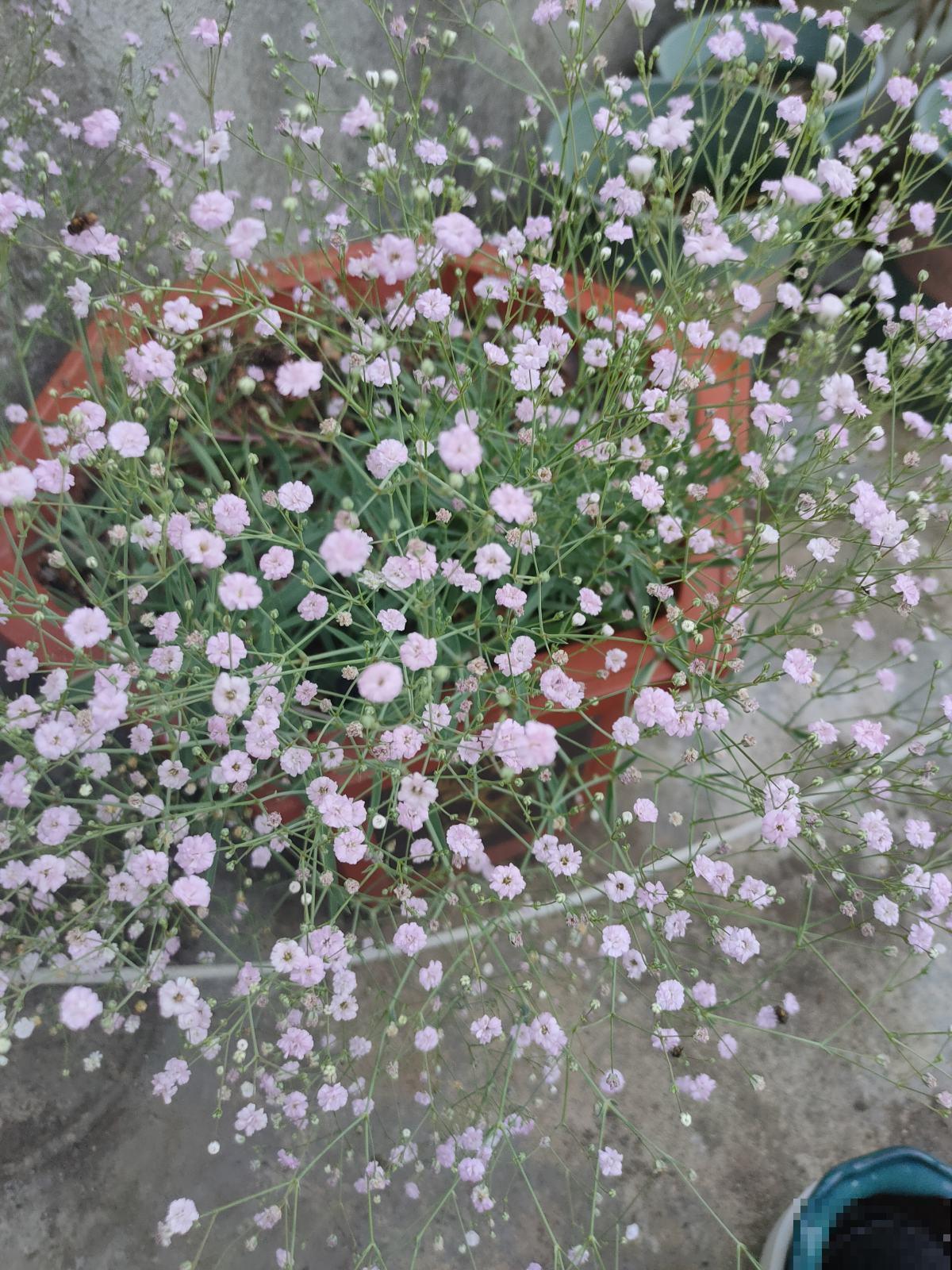 适合秋天养殖的10种花，数数你家有几盆