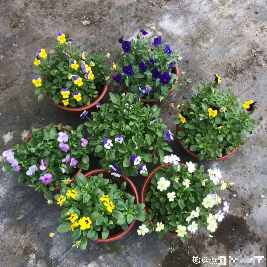 近几年新晋网红花,耐阴耐寒耐热,四季都能开花 近几年新晋网红花,耐阴耐寒耐热,四季都能开花