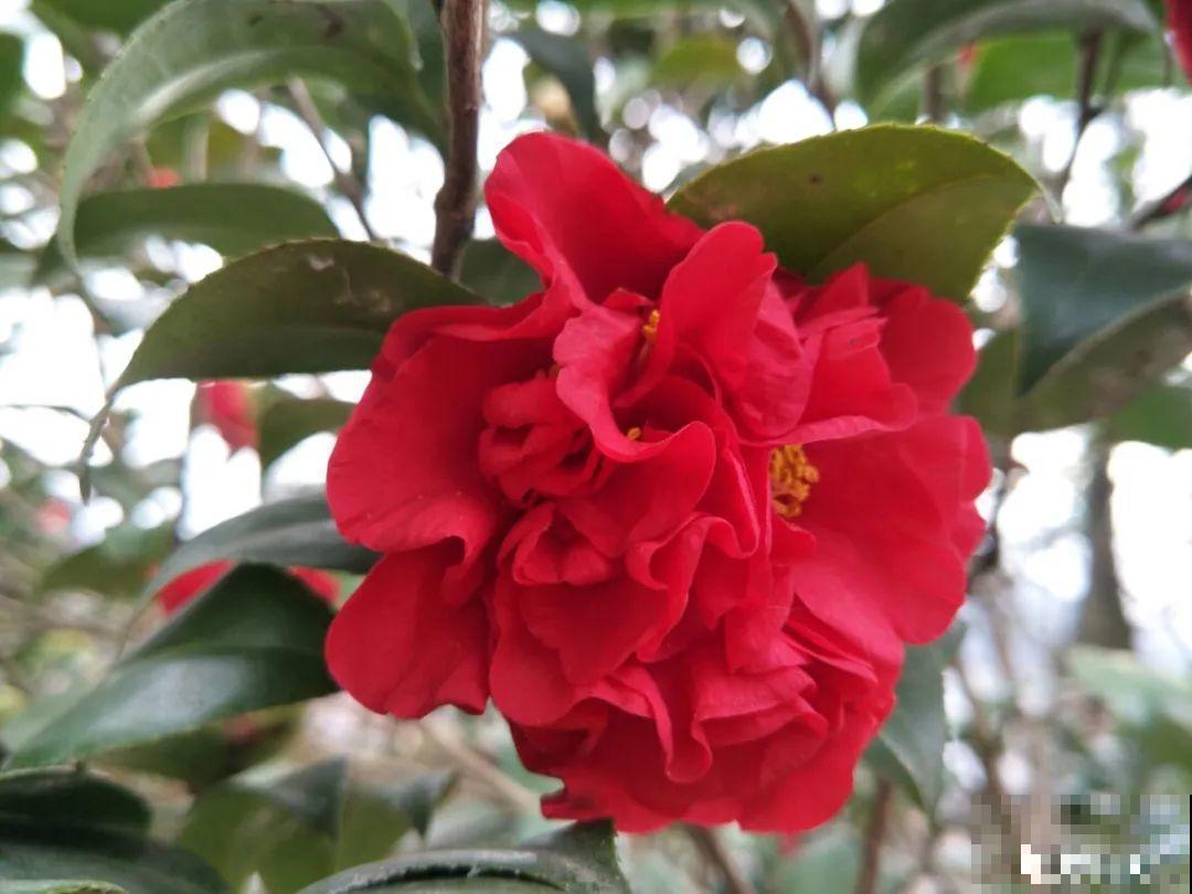 冬天常见的茶花，6个“毛病”经常犯，真难养