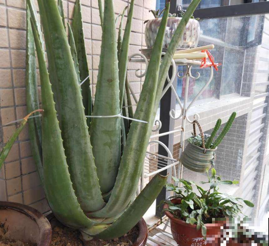 喜欢养花的女人，都应该养盆芦荟，美容养颜好处多