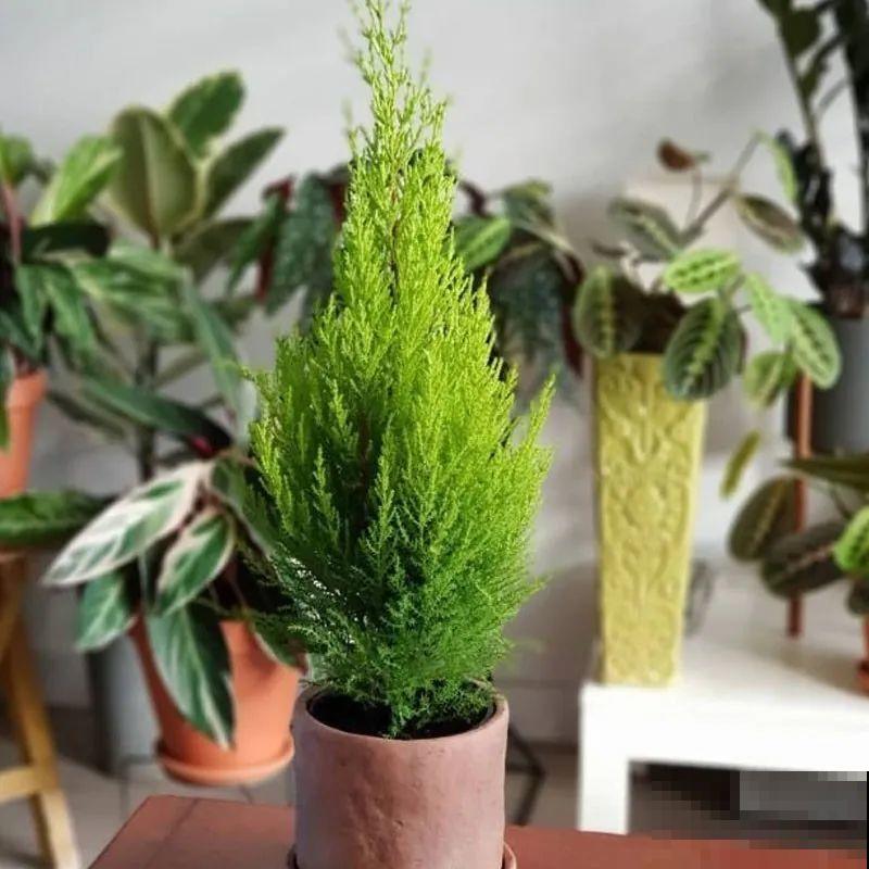 家里养一盆小香松，芬芳满室，满屋子都是高级香水味