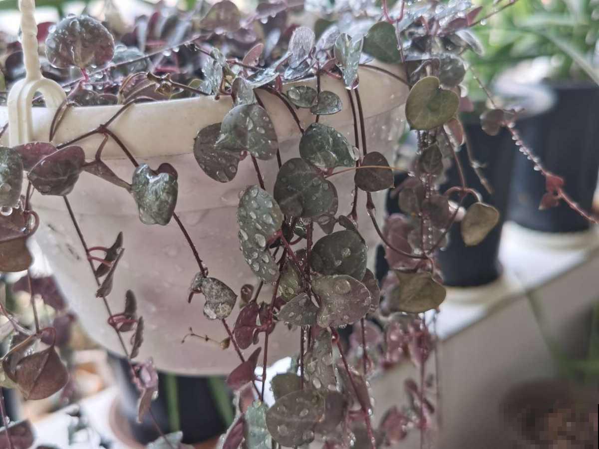 4种花，养在卫生间很合适，耐阴也省心