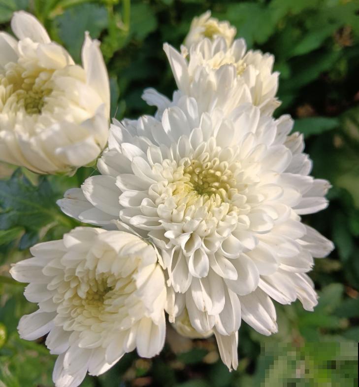 9种花，光照时间越短越容易爆盆，晒太久反而不开花