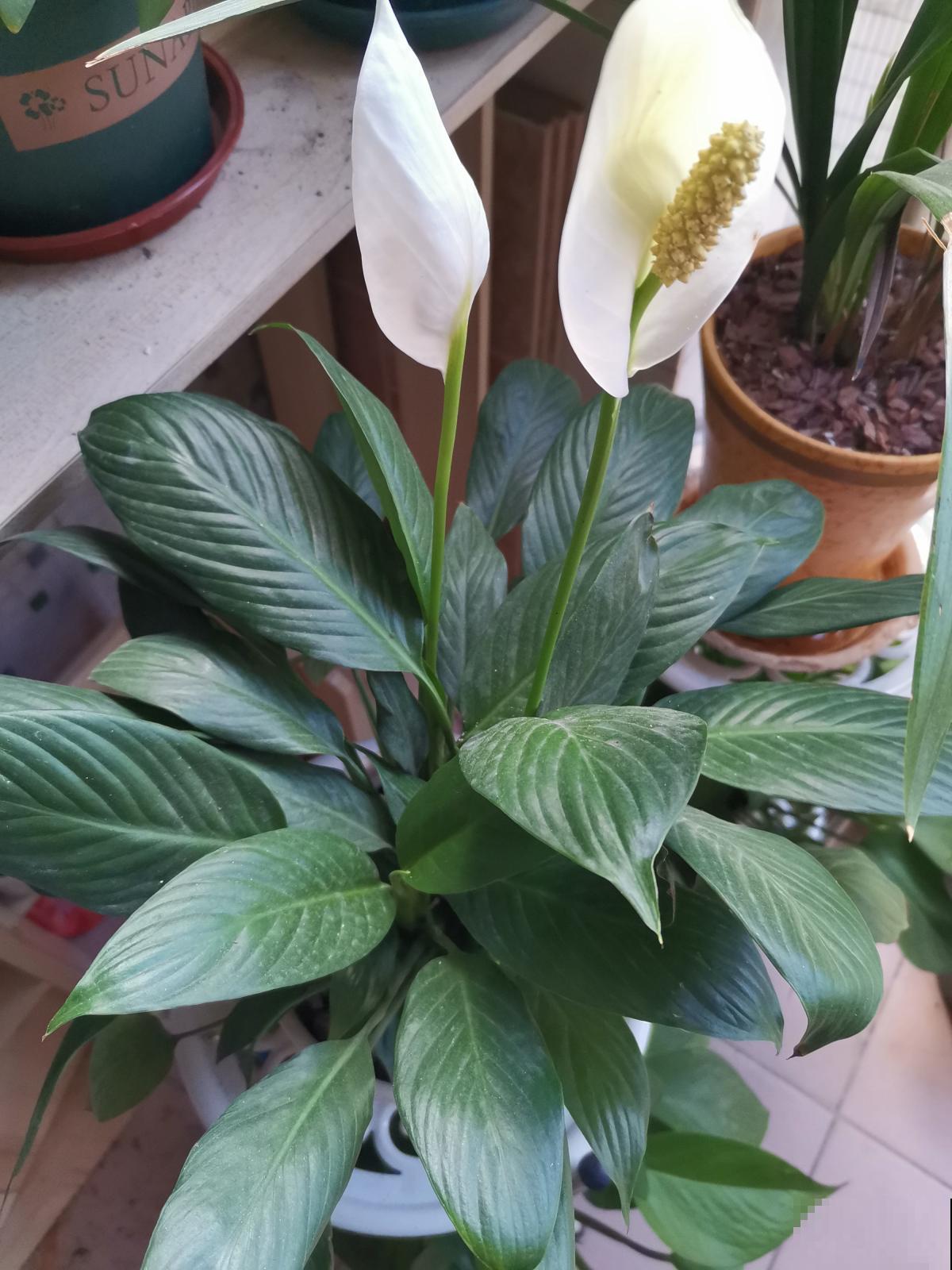 5种绿植,对抗眼疲劳特有效,远离眼干眼涩 5种绿植,对抗眼疲劳特有效,远离眼干眼涩