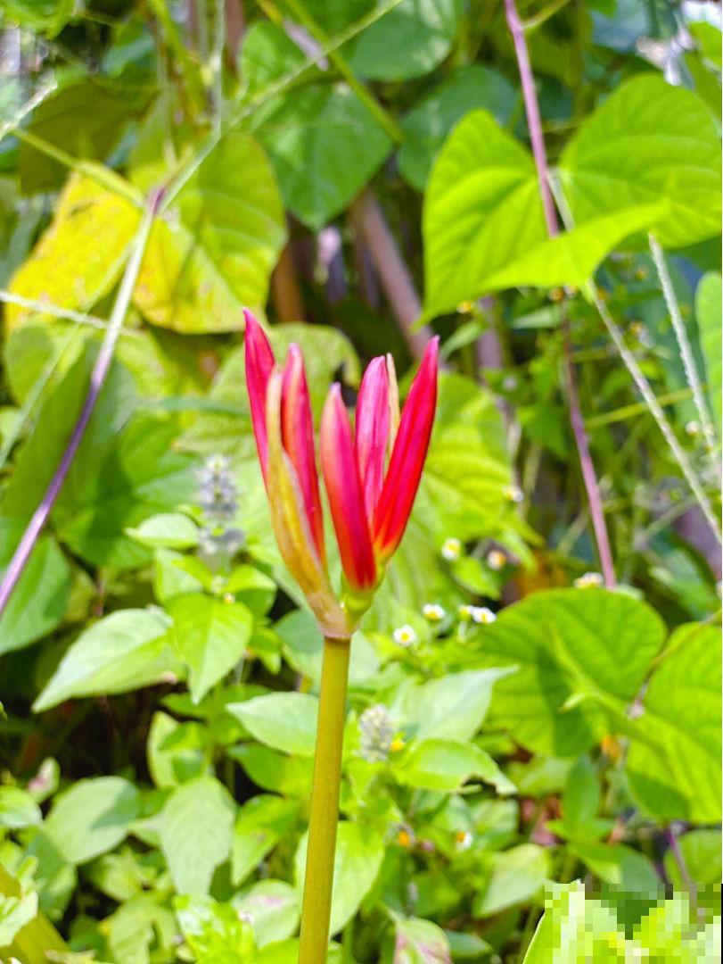 1种花“不吉利”，见过的人都躲着走，事实真的如此吗？