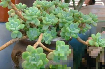 蟹爪兰、长寿花僵苗,必须掐几下,重新换盆养! 蟹爪兰、长寿花僵苗,必须掐几下,重新换盆养!