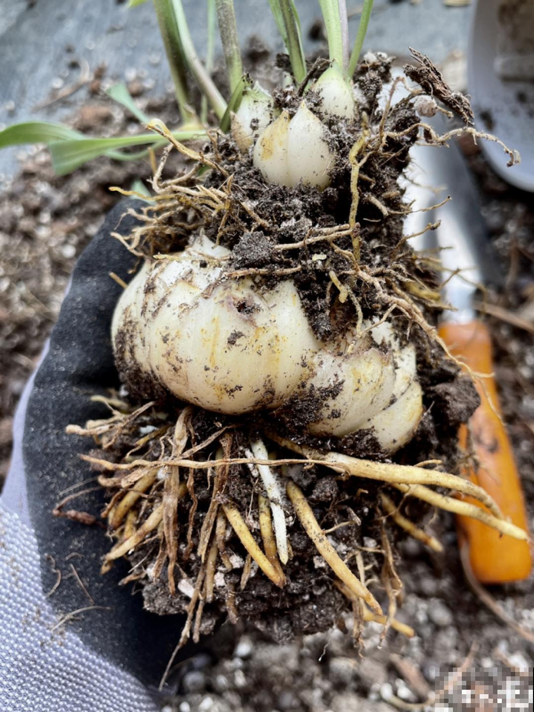 10种花,冬天要休眠,赶紧修剪防冻,才能安全越 10种花,冬天要休眠,赶紧修剪防冻,才能安全越