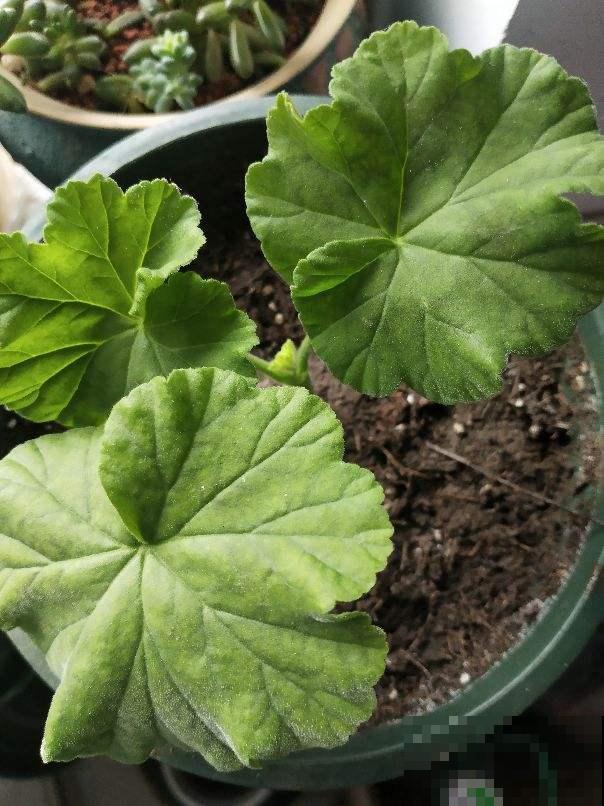 天竺葵是“开花机器”,一个动作不注意,刚长的花苞就掉一地! 天竺葵是“开花机器”,一个动作不注意,刚长的花苞就掉一地!