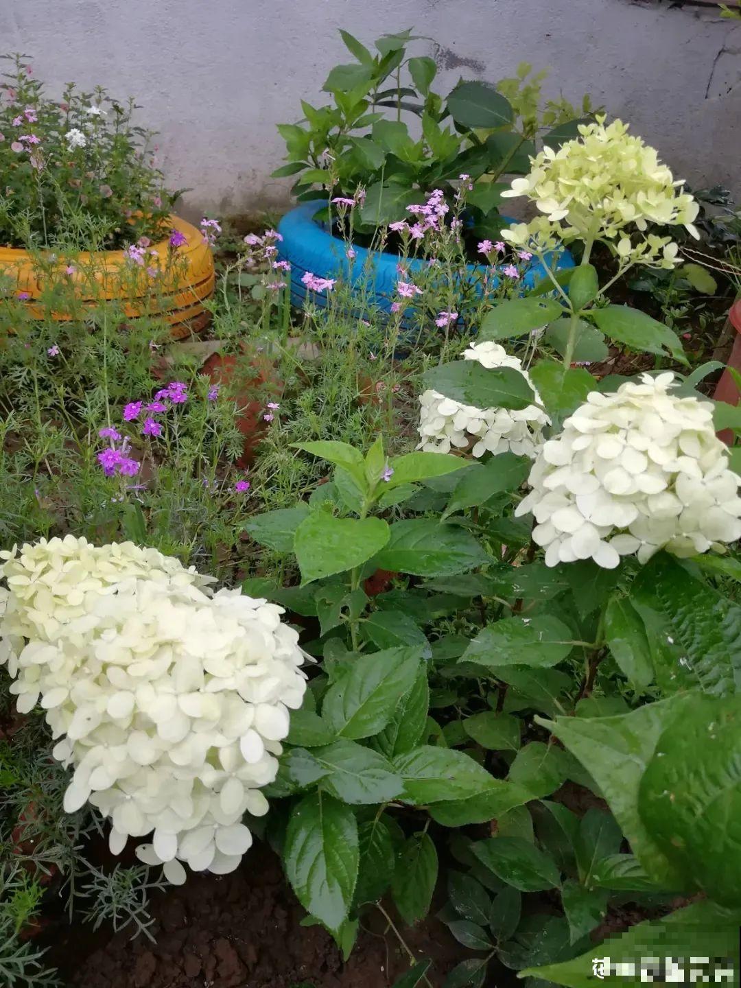 1种花开花像“冰淇淋”，-20℃冻不死，种院子里真合适