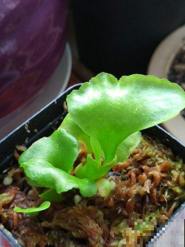 植物界的“女王大人”，自带女王气场，光听名字就很霸气