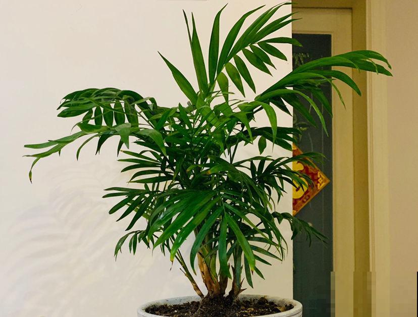 秋冬季缺不了的9种花，南北方都能养，现在准备不算迟