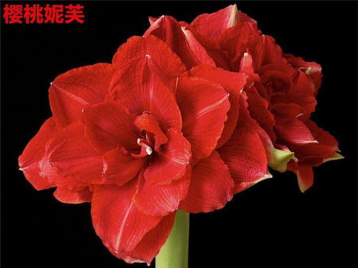 4种旺运花，花开大红色，养在家“招财显富贵”