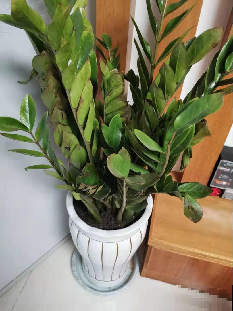 家里做生意,就养这6种植物,好运常在财源滚滚 家里做生意,就养这6种植物,好运常在财源滚滚