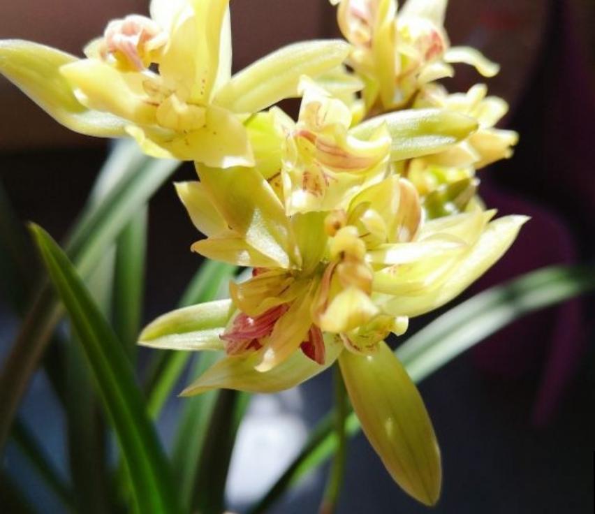 养兰花的人,值得岁月最好的眷顾,内附养花性格分析 养兰花的人,值得岁月最好的眷顾,内附养花性格分析