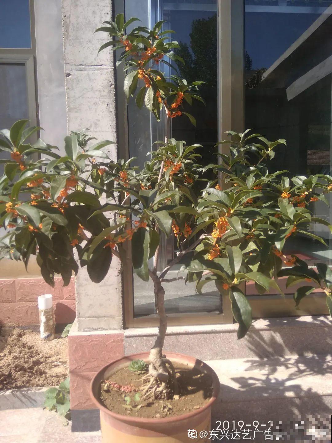 养的花一直不开花，主要是这6点做好，赶紧学起来